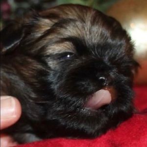 Meet your Posher, Rhonda